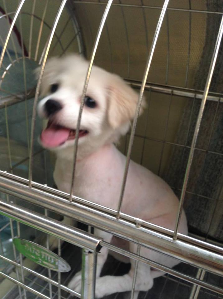 Tông đơ 6800 dành cho chó mèo - Ảnh 4